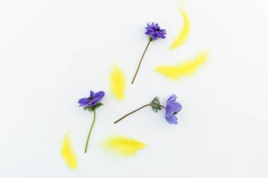 Sarı tüylü çiçek kompozisyonu ve beyaz arka planda şakayıklar. Düz yatıyordu.