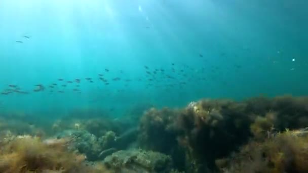 Mar Profundo Com Escola Peixes Vida Selvagem Subaquática Água Transparente — Vídeo de Stock