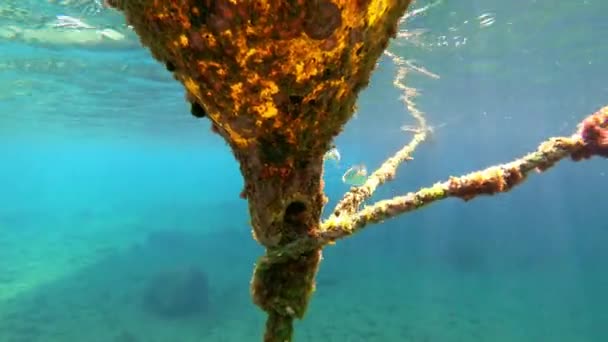 Mar Profundo Con Peces Boya Flotante Naturaleza Submarina Agua Transparente — Vídeos de Stock