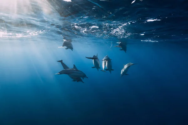 Spinner Delfiny Tropikalnym Oceanie Światłem Słonecznym Rodzina Delfinów Wodach Podwodnych — Zdjęcie stockowe