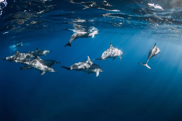 Delfines Hilanderos Océano Tropical Con Luz Solar Familia Delfines Bajo — Foto de Stock