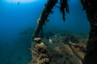 10 Eylül 2020. Anapa, Rusya. Dalgıç kıyafetli profesyonel bir nakliyeci ve su altı yosunlu bir enkaz..