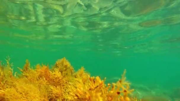 Vista Subaquática Com Algas Mar Transparente — Vídeo de Stock
