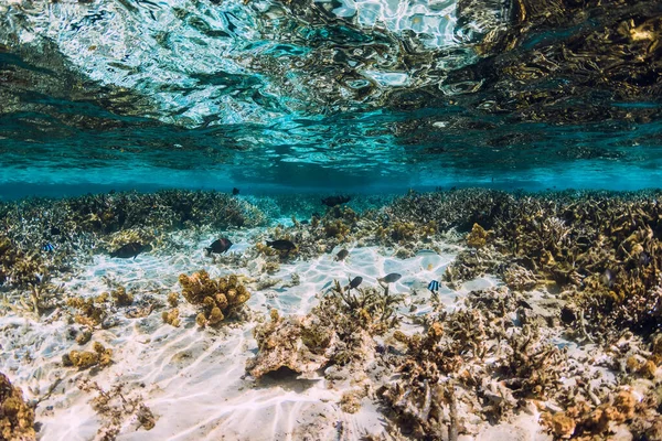 Vista Tropical Submarina Con Corales Peces Océano — Foto de Stock