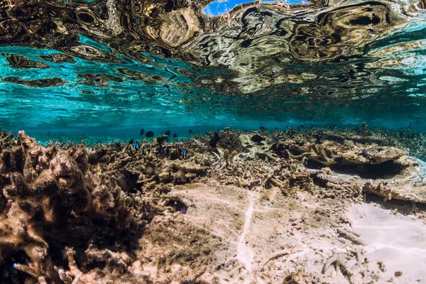 Vista Tropical Subaquática Com Corais Peixes Oceano — Fotografia de Stock