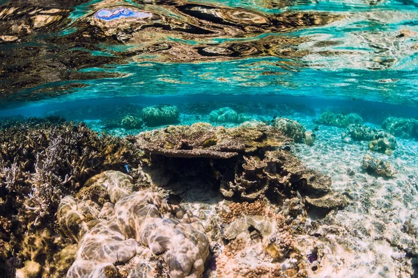 Onderwater Tropisch Uitzicht Met Koralen Vissen Oceaan — Stockfoto