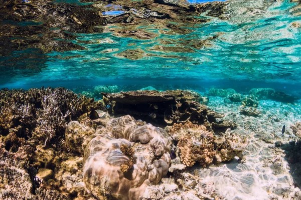 Vista Tropical Submarina Con Corales Peces Océano — Foto de Stock