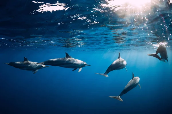 Familia Delfines Océano Océano Con Luz Solar Delfines Agua — Foto de Stock