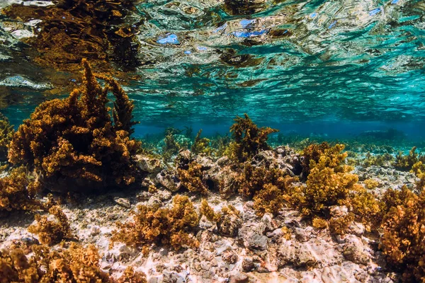 Onderwater Scene Met Zeewier Koraal Tropische Oceaan — Stockfoto