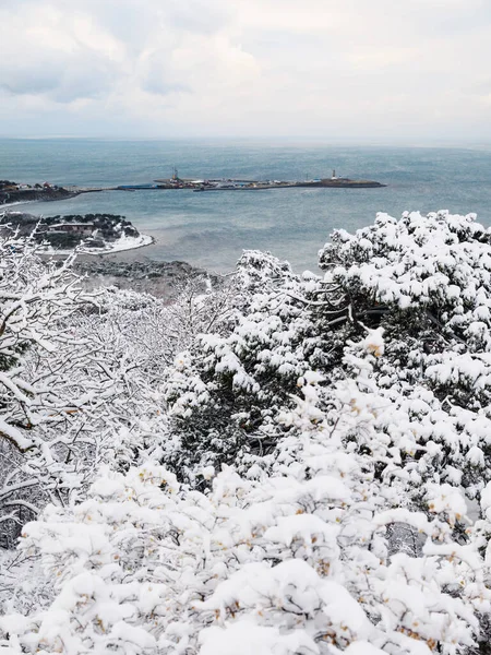 stock image Winter time with snow trees and sea. Snowy cold landscape 