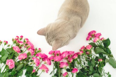 Beyaz üzerinde gri İskoç kedisi olan güller. İskoç kedisi ve çiçekler