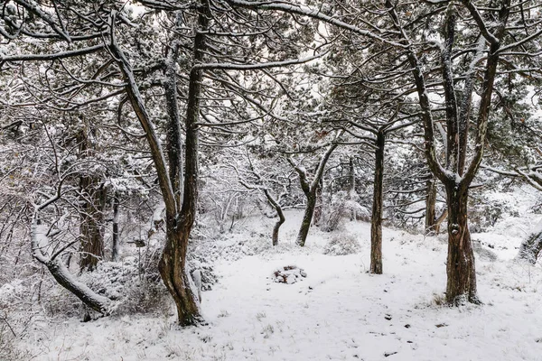 Heure Hiver Forêt Avec Des Arbres Neige Paysage Enneigé Par — Photo