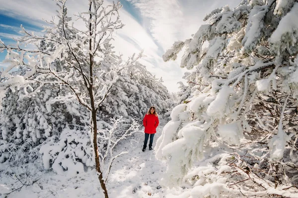 Fiatal Piros Kabátban Hófákkal Téli Erdőben Utazó Hófákkal Napsütésben — Stock Fotó
