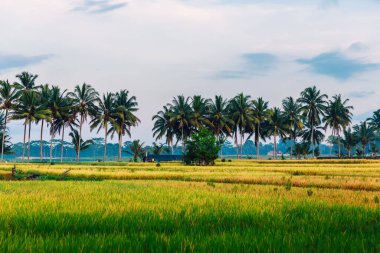 Hindistan cevizi palmiyeleri ve Endonezya Bali 'de bulutlu gökyüzü ile yükselen alan