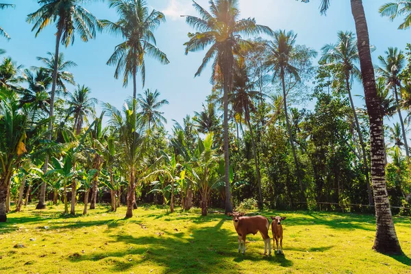 Cocotiers Avec Des Vaches Dans Journée Ensoleillée Bali — Photo