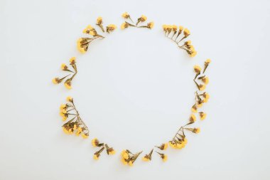 Beyaz arka planda sarı çiçeklerin yuvarlak çerçevesi. Düz yerde, üst tarafta. Çiçek tasarımı