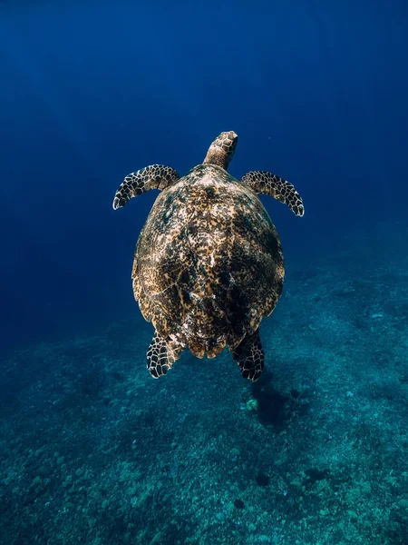Zielony Żółw Morski Ślizga Się Błękitnym Oceanie Żółw Pływa Pod — Zdjęcie stockowe