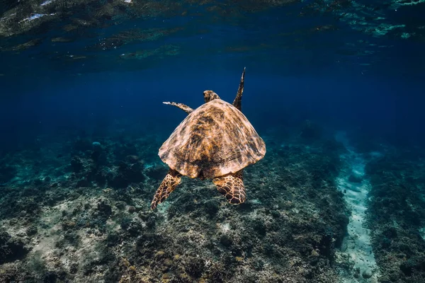 Verde Tortuga Marina Desliza Océano Azul Tortuga Nadar Bajo Agua — Foto de Stock