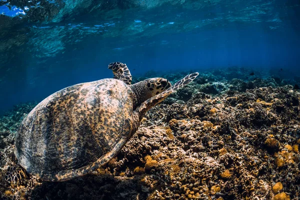 Tortuga Verde Océano Azul Tortuga Bajo Agua — Foto de Stock