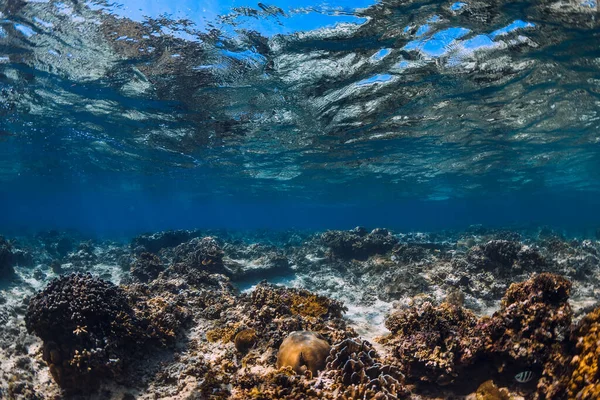 Océano Tropical Transparente Con Corales Bajo Agua — Foto de Stock