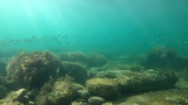 Deep Sea School Fish Underwater Transparent Water Sea — Stock Video