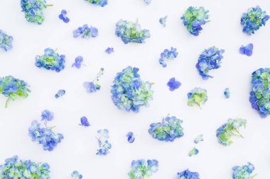 Ortanca çiçeklerinin çiçek çerçevesi ve beyaz arka planda yapraklar. Düz yatıyordu. Çiçek arka planı