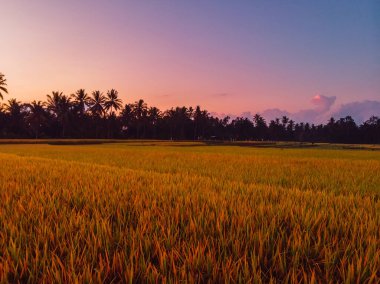 Hindistan cevizi palmiyeleri ve tropik Bali 'de pembe gündoğumu tonları olan pirinç tarlaları.