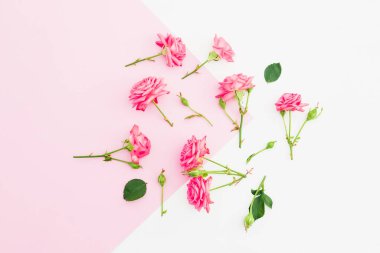 Pembe ve beyaz arka plan ve pembe gül çiçekleri. Düz yatıyordu. Üst görünüm