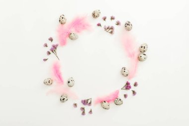 Beyaz arka planda bıldırcın yumurtası ve pembe tüylü Ester çerçeve kompozisyonu. Düz yatış, üst görünüm