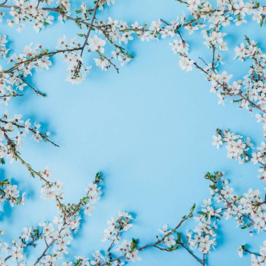 Çiçekli bahar çiçekleri mavi arka planda izole edilmiş beyaz çiçekler. Düz yerde, üst tarafta. Bahar zamanı arkaplanı.