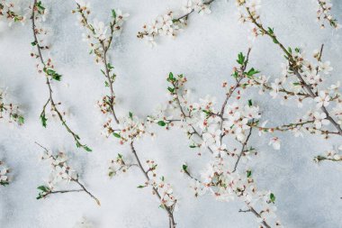 Çiçek açan beyaz çiçekler gri arka planda izole edilmiş. Düz yerde, üst tarafta. Bahar zamanı arkaplanı.