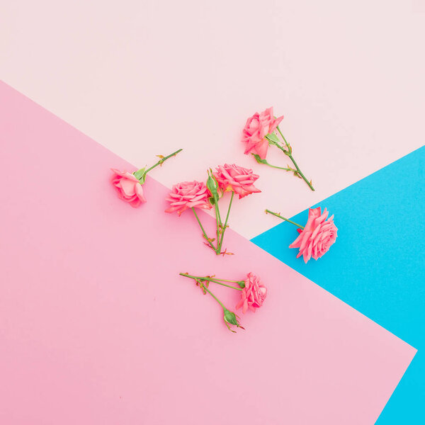 Colorful background with pink roses flowers. Flat lay. Top view