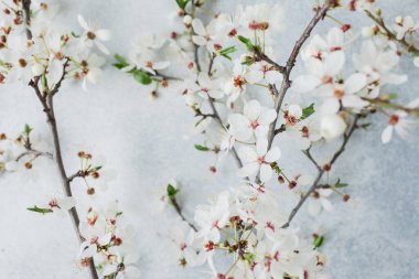 Çiçek açan beyaz çiçekler gri arka planda yalıtılmış. Düz yerde, üst tarafta. Bahar zamanı arkaplanı.