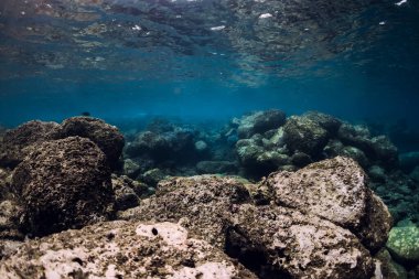 Mercanların, balıkların, kayaların ve güneş ışınlarının olduğu sualtı sahnesi. Tropikal deniz