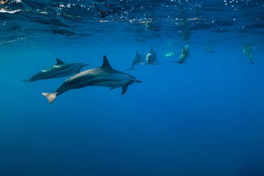 Yunus ailesi Mauritius adası yakınlarında Hint okyanusunda yüzüyor.