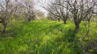 Yeşil çimenli kiraz bahçesinin havadan görünüşü