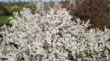 Çiçek açan meyve ağacıyla baharın gökyüzü manzarası.