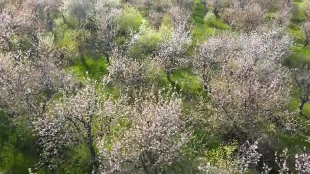 Αεροφωτογραφία Της Άνοιξης Ανθίζοντας Κήπο Πράσινο Γρασίδι — Αρχείο Βίντεο