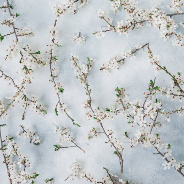 Gri arka planda çiçek açan beyaz ağaçlar. Düz yerde, üst tarafta. Bahar zamanı arkaplanı.