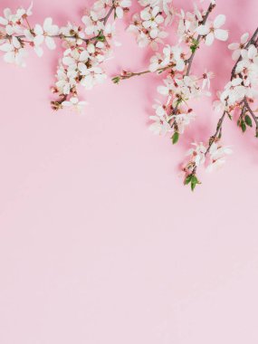 Pembe arka planda beyaz çiçekli ağaç dallarının ilkbahar çerçevesi. Düz yatış, üst görünüm.