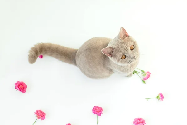 Roses Avec Chat Écossais Mignon Sur Fond Blanc Chat Écossais — Photo