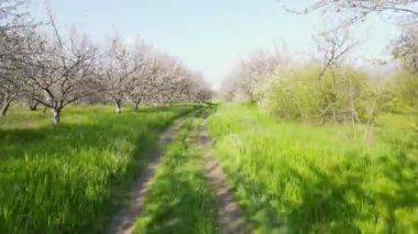 Çiçekli kiraz bahçesinin havadan görünüşü, yol ve yeşil çimenler.