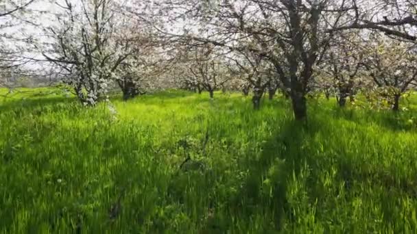 Letecký Pohled Kvetoucí Třešňovou Zahradu Zelenou Trávou — Stock video