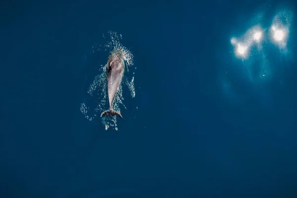 蓝海中的瓶鼻海豚的空中图片 黑海的水生动物 — 图库照片