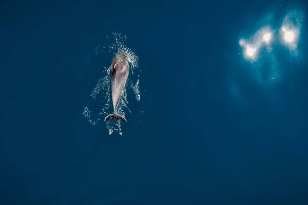 Vue Aérienne Dauphin Bec Commune Mer Bleue Animaux Aquatiques Mer — Photo