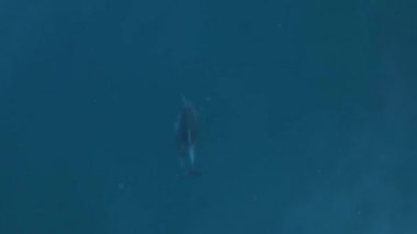 Denizdeki çift şişe burunlu yunusların hava görüntüsü. Karadeniz 'de su hayvanı