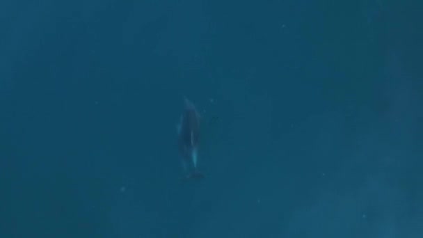 Повітряний Вид Пару Пляшкових Дельфінів Морі Водяна Тварина Чорному Морі — стокове відео
