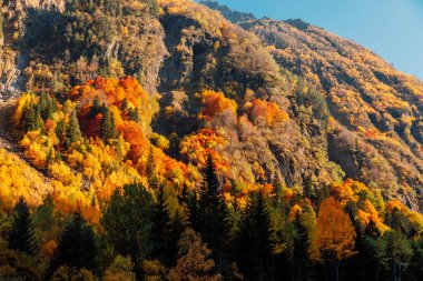 Dağ ormanlarında ve güneş ışığında renkli yaprakları olan sonbahar ağaçları