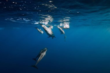Spinner dolphins underwater in blue ocean. Dolphins dive in Indian ocean
