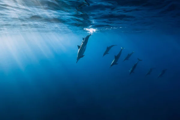 Spinner Dolphins Underwater Blue Ocean Dolphins Dive Indian Ocean — Zdjęcie stockowe